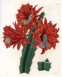 ハイブリッド・ディスオカクタス（サボテン・オーキッド） - イギリスのSydenham Edwards（1768-1819）のBotanical Registerに掲載されているSarah Anne Drake（1803-1857）のイラストをS.Wattsがエングレーヴィングしたプレート。