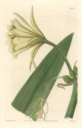 ペルーのイスメネ、ナルシス、水仙 - サラ・アン・ドレイク（1803-1857）のイラストからS.ワッツが描いた「強い水」（Botanical Registerより
