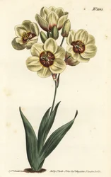 Ixia abbreviata（クリーム色の斑点のあるイクシア、Ixia maculata v. ochroleuca）。William Curtis