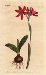 南アフリカのユリ科のイクシア・ピンク。球根と葉で説明。薔薇色のイクシア、南アフリカ産のユリ科の美しいピンク色の花、左の球根と葉と一緒に写っています。Ixia latifolia (Ixia capillaris)です。手彩色の銅版画エン
