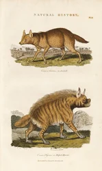 ジャッカルとシマハイエナ