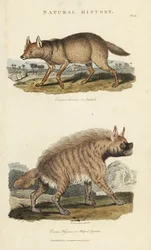 ジャッカルとハイエナ - 金色のジャッカル(Canis aureus)と縞模様のハイエナ(Hyaena hyaena)。John Mason GoodのPantologia, a New Encyclopedia, G. Kearsley, Londonに掲載されたSydenham Edwardsによる手彩色の銅版画。