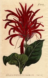 バルバドス原産の光沢のある葉と鮮やかなクリムゾンの花を持つジャスティシア・プラント。光沢のある葉のジャスティシアに鮮やかなクリムゾンの花。バルバドス原産。ジャスティカ・ルシダ。Sydenham Edwardsによる植物図鑑からの手彩色銅版画。