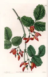 Kennedia macrophylla、オーストラリア原産の植物、絶滅危惧種の希少種 - イギリスのSydenham Edwards（1768-1819）のBotanical Registerに掲載されたSarah Anne Drake（1803-1857）のイラストをS.Wattsがエングレーヴィングしたもの。
