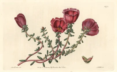チリ原産の大輪の花を咲かせるパースレーン（eleven hour knight） - S. Watts strong water、Sarah Anne Drake（1803-1857）のイラストより、Botanical Registerより。