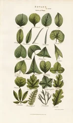植物形態学における葉の形態