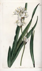 チリの固有種であるLibertia - イギリスのSydenham Edwards(1768-1819)のBotanical Registerに掲載されたSarah Anne Drake(1803-1857)のイラストをS.Wattsがエングレービングしたもの。