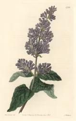 ハンガリーのライラック - Sarah Anne Drake (1803-1857)のイラストからS.Wattsが描いた強い水、Botanical Registerより。