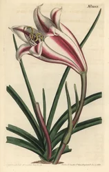 Lily Variete - Cape coast lily, Crinum ornatum (Amaryllis ornata).William Curtis