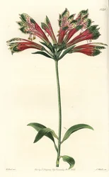 インカやペルーのユリ（alstroemere or alstroemerie） - ペルーのユリ、Alstroemeria pulchella（Parrot alstroemeria, Alstroemeria psittacina）。Sydenham Edwards
