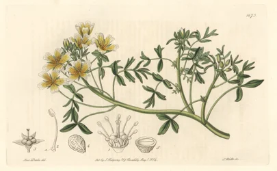 Limnanthe, originally from California - S. Watts Strong Water from an illustration by Sarah Anne Drake (1803-1857), from the Botanical Register