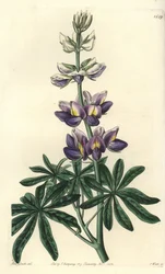 Lupin - Changeable lupinus, Lupinus mutabilis.Sydenham Edwards
