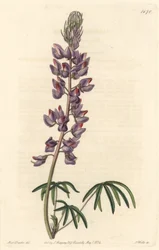 細い葉を持つルパン - Sarah Anne Drake (1803-1857)のイラストからS.Wattsが描いた強い水、Botanical Registerより。