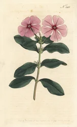 マダガスカルペリウィンクル - マダガスカルペリウィンクル、Catharanthus roseus（Vinca rosea）。Sydenham Edwards rom William Curtis