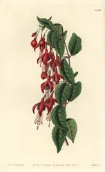 マゼランフクシア - ハミングバードフクシア、Fuchsia magellanica（バルーンフラワーフクシア、Fuchsia globosa）。Sydenham Edwards