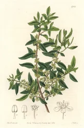 Maytenus boaria (maiten) 中南米の固有種 - Sarah Anne Drake (1803-1857)のイラストからS.Wattsが描いた強い水、Botanical Registerより