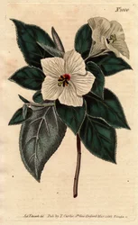 Melhania Saint Helena with white flowers.St.Helena 赤い木に白い花が咲く。Melhania erythroxylon（メルハニア・エリスロキシロン）。William Curtis