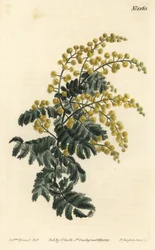 Mimosa - Downy wattle, Acacia pubescens, vulnerable (Hairy-stemmed mimosa, Mimosa pubescens).William Curtis