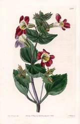 Mimule variete（モンキーフラワーまたはジャコウフラワーと呼ばれる） - イギリスのSydenham Edwards（1768-1819）のBotanical Registerに掲載されているSarah Anne Drake（1803-1857）のイラストをS.Wattsがエングレービングしたボード。