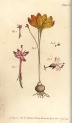 Monandria 1,2、金の布Crocus angustifolius (Triandria) 3、魅惑のナイトシェードCircaea alpina (Diandria) 4,5。Sydenham EdwardsがWilliam CurtisのLecture on Botanyに寄稿した植物図鑑の手彩色銅版画。