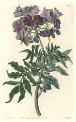 チリ原産のモレル（Solanum） - Sarah Anne Drake（1803-1857）のイラストからS.Wattsが描いた強い水、Botanical Registerより。