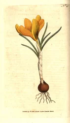 Naples crocus or spring crocus, spring crocus - spring crocus, crocus vernus.William Curtis
