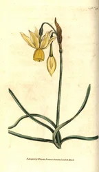 Narcissus - Reflexed daffodil, Narcissus triandrus（水仙）。William Curtis