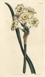 Narcissus a bouquet - Bunch-flowered daffodil, Narcissus tazetta (Pale-cupped white garden narcissus; Narcissus orientalis) - William Curtis