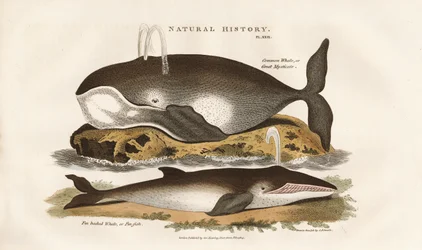 北大西洋クジラ