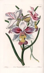 蘭。アジアの着生種であるバンダの品種 - イギリスのSydenham Edwards（1768-1819）のBotanical Registerに掲載されたSarah Anne Drake（1803-1857）のイラストをS.Wattsがエングレーヴィングしたもの。