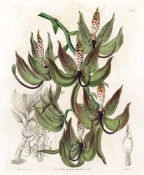 蘭。Variety of Cycnoche - イギリスのSydenham Edwards (1768-1819)のBotanical Registerに掲載されているSarah Anne Drake (1803-1857)のイラストをS.Wattsがエングレービングしたボード。