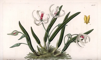 蘭：レプトテスのミニチュア品種 - イギリスのSydenham Edwards(1768-1819)のBotanical Registerに掲載されたSarah Anne Drake(1803-1857)のイラストをS.Wattsがエングレーヴィングしたもの。