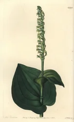 蘭の品種 - Gennaria diphylla (Herminium cordatum, Heart-leaved herminium).Sydenham Edwards