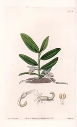 蘭： variete de camphylocentrum - イギリスのSydenham Edwards (1768-1819)のBotanical Registerに掲載されたSarah Anne Drake (1803-1857)のイラストをS.Wattsがエングレーヴィングしたもの。