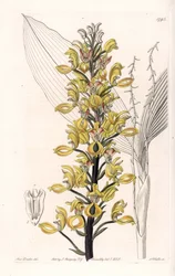 Orchid: variete of govenia - イギリスのSydenham Edwards (1768-1819)のBotanical Registerに掲載されているSarah Anne Drake (1803-1857)のイラストをS.Wattsがエングレーヴィングしたものです。