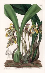 蘭：南アメリカ原産のマキシラリアの変種 - イギリスのSydenham Edwards(1768-1819)のBotanical Registerに掲載されたSarah Anne Drake(1803-1857)のイラストをもとにS.Wattsが版下を作成。