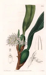 蘭：南アメリカ原産のマキシラリアの変種 - イギリスのSydenham Edwards(1768-1819)のBotanical Registerに掲載されたSarah Anne Drake(1803-1857)のイラストをS.Wattsがエングレーヴィングしたもの。