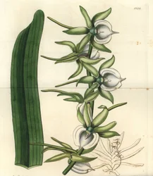 インド洋諸島の蘭の変種 - Ivory angraecum orchid, Angraecum eburneum.Sydenham Edwards