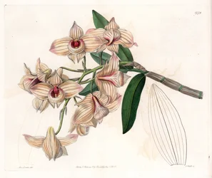 蘭：デンドロビウムの品種 - イギリスのSydenham Edwards(1768-1819)のBotanical Registerに掲載されたSarah Anne Drake(1803-1857)のイラストをS.Wattsがエングレーヴィングしたものです。