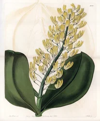 蘭：オーストラリアのデンドロビウム - イギリスのSydenham Edwards (1768-1819)のBotanical Registerに掲載されたSarah Anne Drake (1803-1857)のイラストをS.Wattsがエングレーヴィングしたものです。