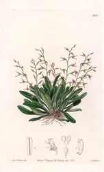 Orchid: variety of epidendre - イギリスのSydenham Edwards (1768-1819)のBotanical Registerに掲載されているSarah Anne Drake (1803-1857)のイラストをS.Wattsがエングレーヴィングしたもの。