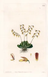Orchid: variety of epidendre - イギリスのSydenham Edwards (1768-1819)のBotanical Registerに掲載されているSarah Anne Drake (1803-1857)のイラストをS.Wattsがエングレーヴィングしたもの。