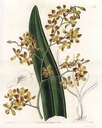 蘭：エピデンドラムの品種 - イギリスのSydenham Edwards（1768-1819）のBotanical Registerに掲載されているSarah Anne Drake（1803-1857）のイラストをS.Wattsがエングレーヴィングしたもの。