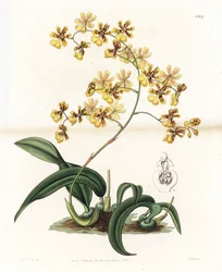 蘭：ブラジルの様々な着生性オンシジウム - イギリスのSydenham Edwards（1768-1819）のBotanical Registerに掲載されているSarah Anne Drake（1803-1857）のイラストをS.Wattsがエングレービングしたもの。