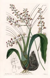 蘭：エウロピアの品種 - イギリスのSydenham Edwards（1768-1819）のBotanical Registerに掲載されているSarah Anne Drake（1803-1857）のイラストをS.Wattsがエングレーヴィングしたもの。