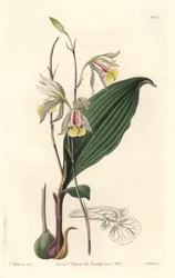Orchidee, American Bletia - Water Forte by S. Watts from an illustration by T. Holland, from Botanical Register