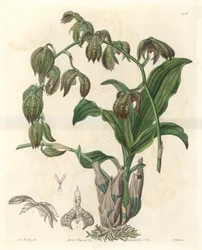 Orchidee Catasetum, native to Brazil - Water forte by S.Watts from an illustration by Miss M.A. Huntley, from Botanical Register.
