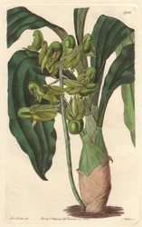 Orchidee Catasetum, native to Brazil - Sarah Anne Drake (1803-1857)のイラストからS.Wattsが描いたWater forte、Botanical Registerより。