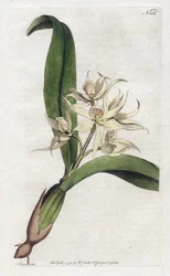 Orchidee epidendrum fragfumee - YDENHAM Edwards (1768-1819)によるリトグラフ、William Curtis (1746-1799)によるBotanical Magazineのプレート。