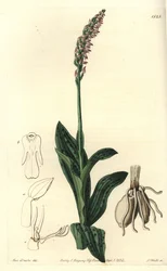 Orchidee neotine - Dense-flowered orchid, Neotinea maculata (One-sized aceras, Aceras secundiflora).Sydenham Edwards